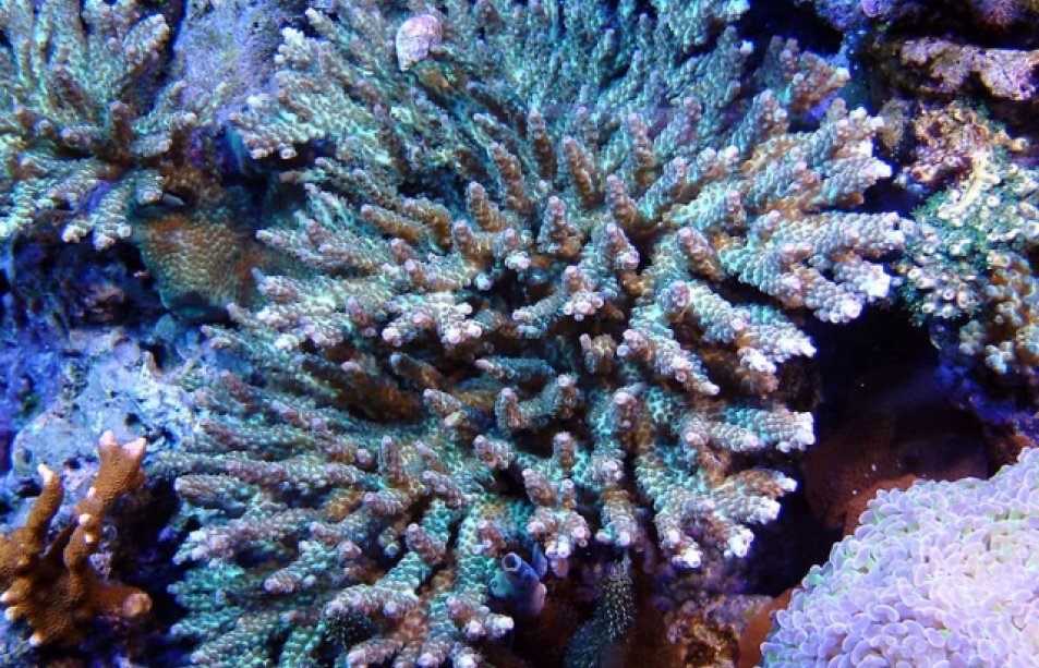 td_acropora.preview