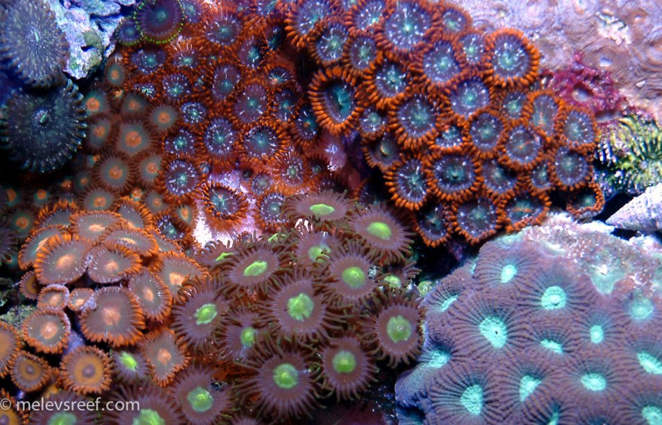 zoas-patch